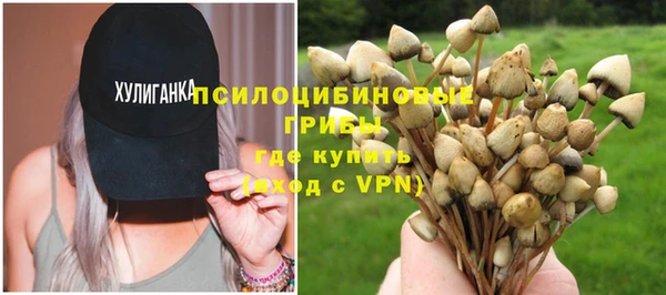 хмурый Аркадак